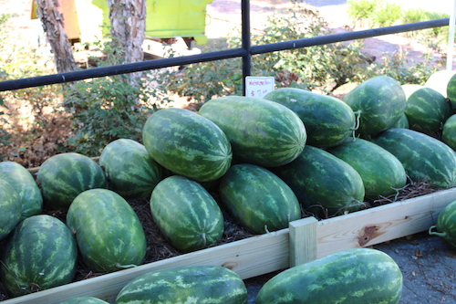 2022 Watermelons