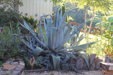 Agave Cactus Plants