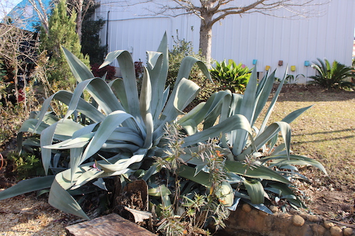 Aloe Vera