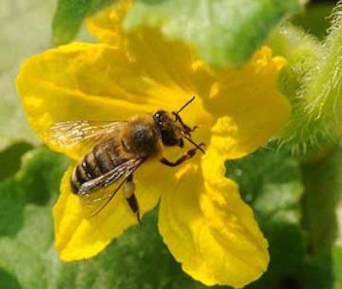 Bee on cucumber flower 300x253 copy