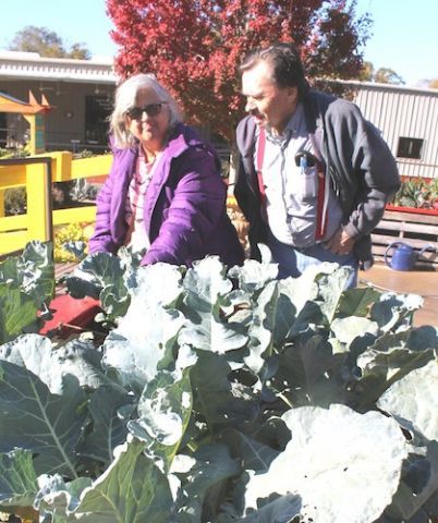 Broccoli Beds