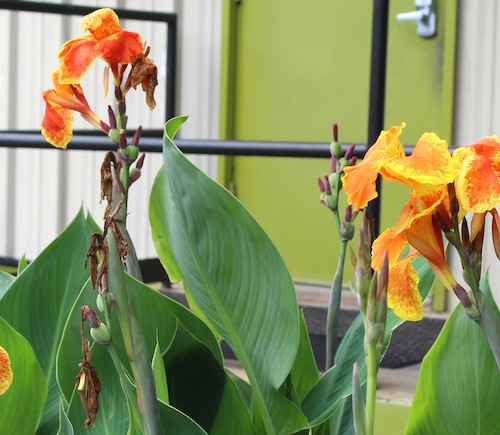 Calla Lilies 2026
