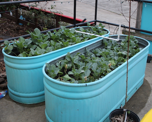 Cattle Tub Planters
