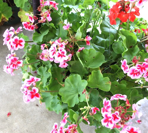 Chimera Plants