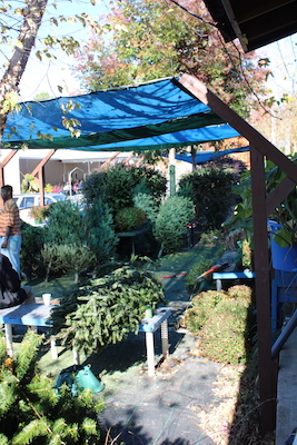 Christmas Trees 2022 2