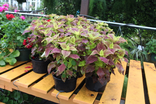 Coleus Colors