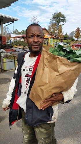 Collard harvest