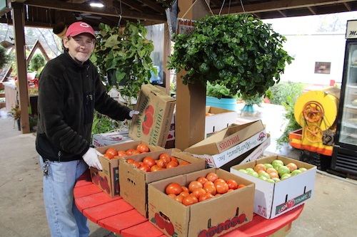 December Tomatoes in Stock