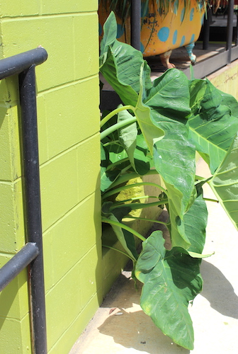 Elephant Ears2