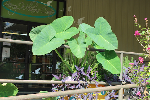 Elephant Ears 1