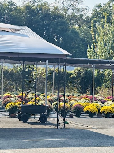 Fall 2025 Mums Delivered