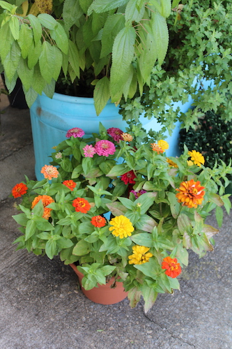 Fall Zinnias