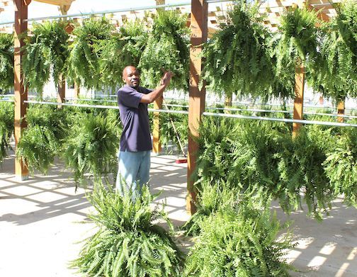 Fern baskets
