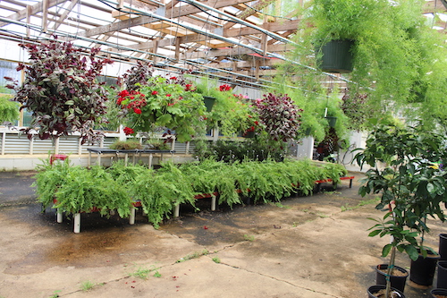 Fern Greenhouse
