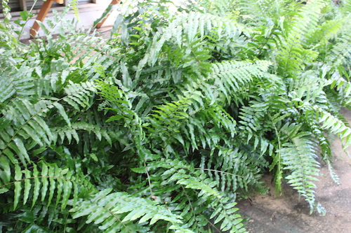 Ferns Available
