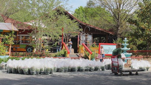 First 2026 Geranium Delivery