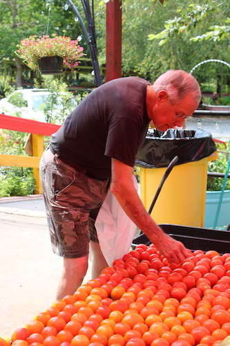 Frank Freeman Tomatoes