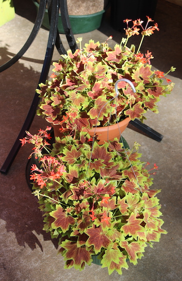 Geranium and Coleus