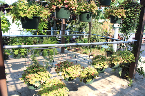Hanging Baskets New Displays
