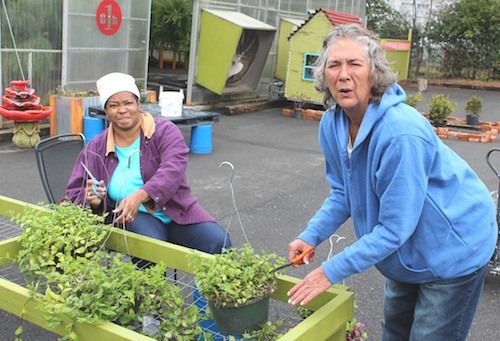 Hanging baskets 2015