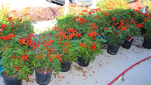 Hummingbird plants 2023