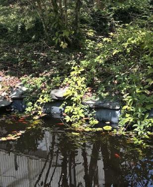 Koi pond 1