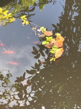 Koi pond 2