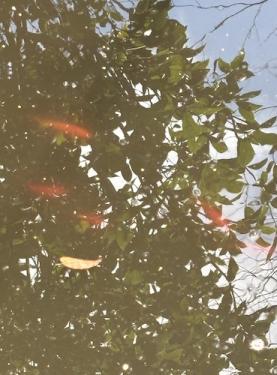 Koi pond 3