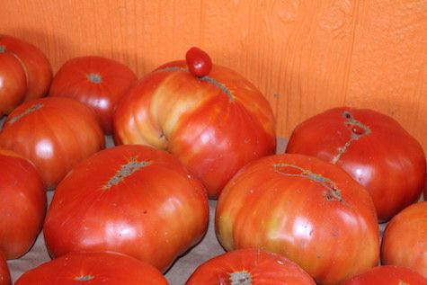 Large Tomatoes