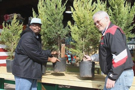 Leyland Cypress 2017