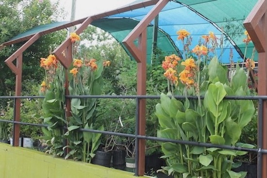 May Calla Lilies