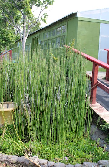 Mini Bamboo