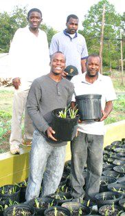 Onion planting