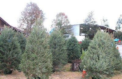 PWC winter forest