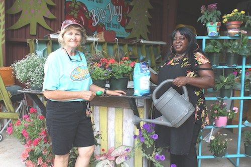 Plant repotting