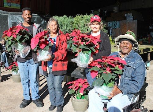 Poinsettias2