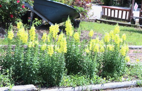 Snapdragon Blooms