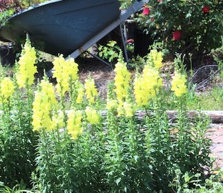 Snapdragon Summer