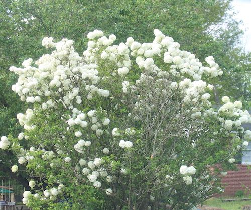 Snowball 3
