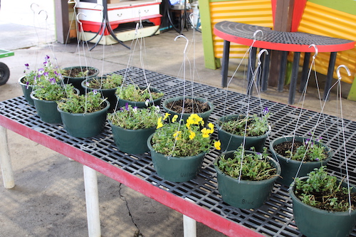 Sparse Plant Inventory