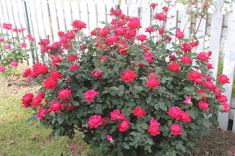 Spring Rose Bushes