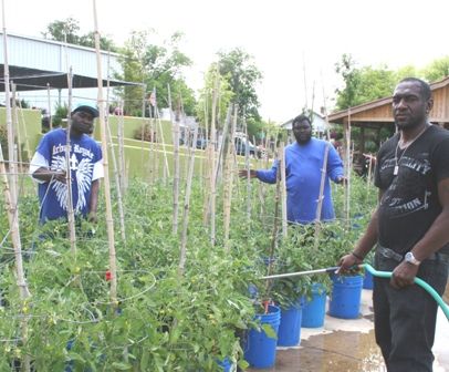 Tomato plants