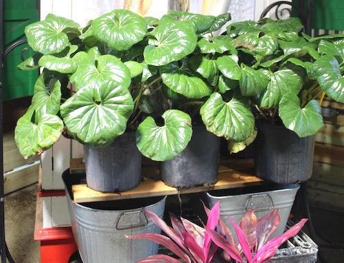 Tractor Seat plant
