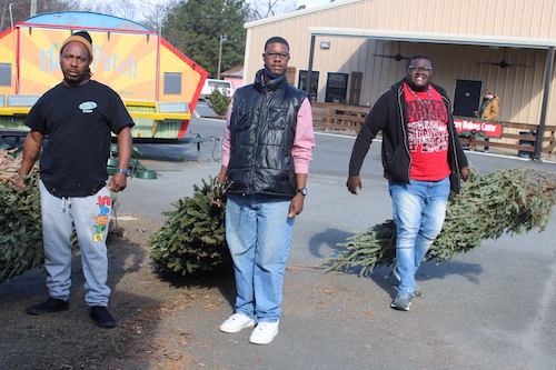 Tree Mulching