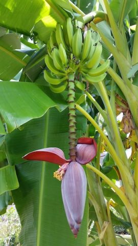 banana trees